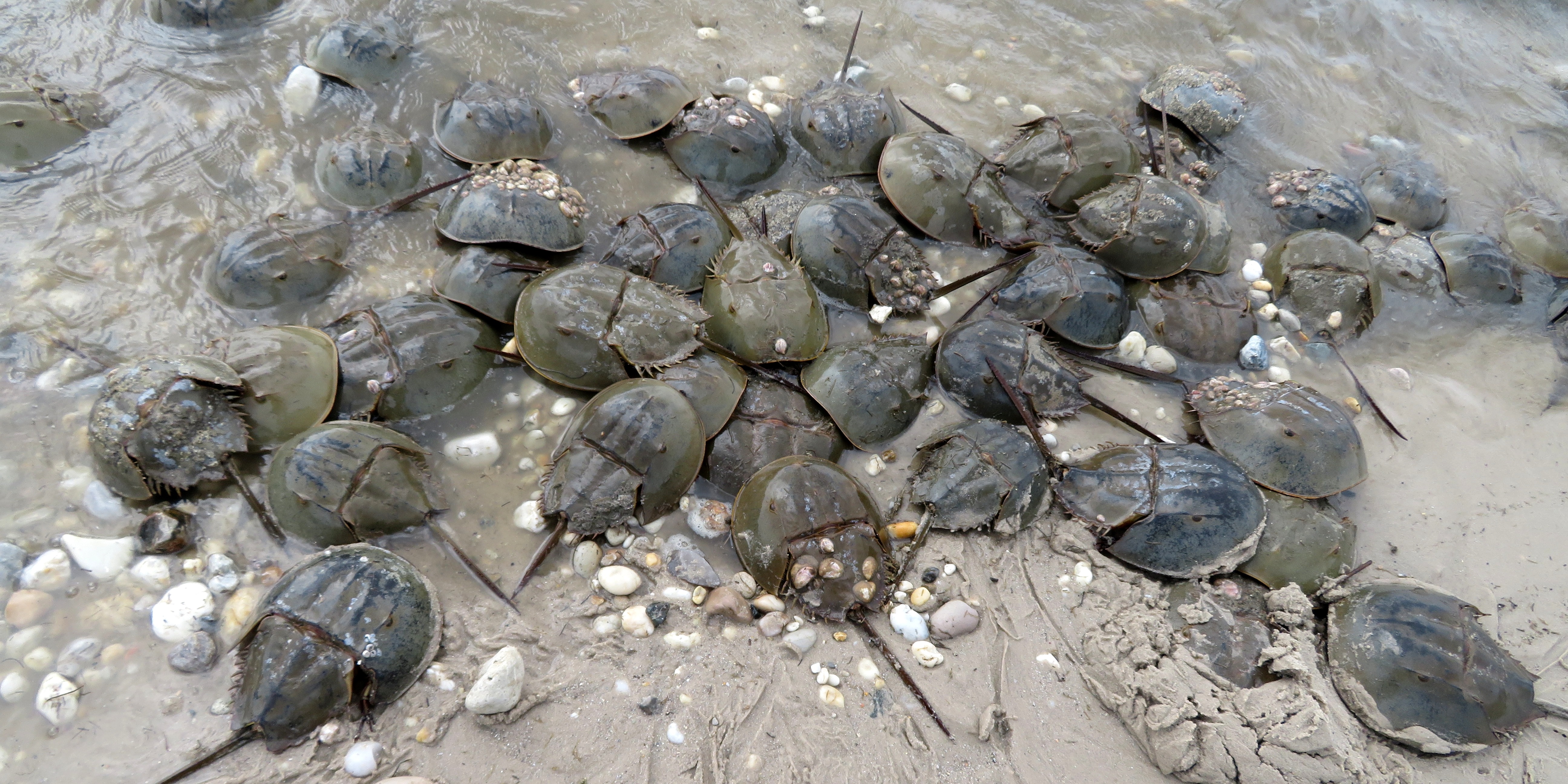 Horseshoe crabs on beach