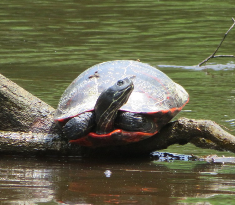 Eastern painted turtle