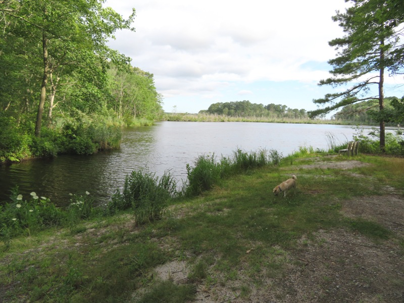 Daphne at Turkle Pond