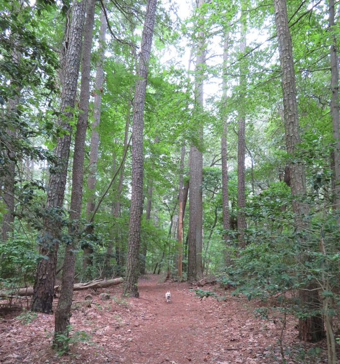 Daphne running on pine needle-covered trail
