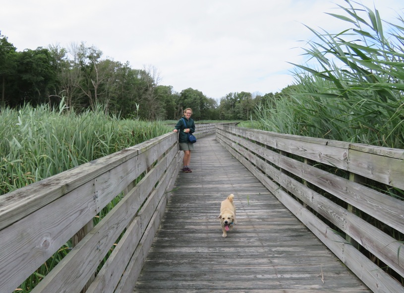 Daphne and Norma on a boardwalk surrounded by tall vegetation