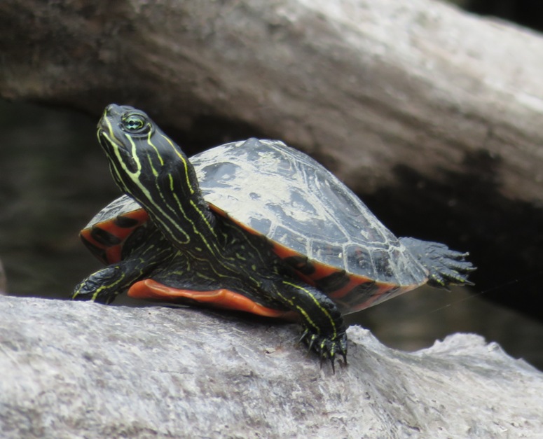 Turtle on log