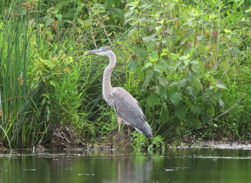 Great blue heron standing in water