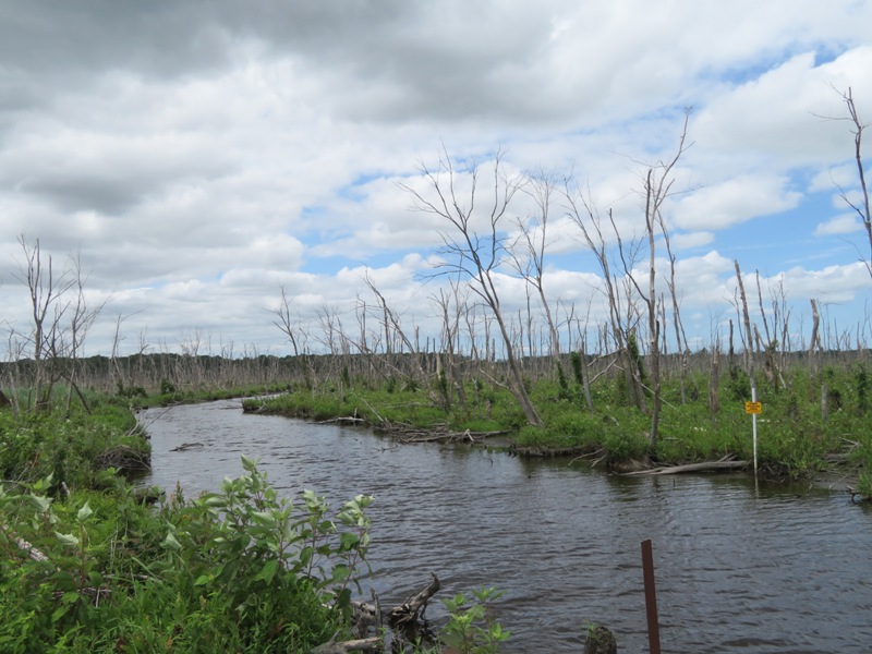 Dead trees along the water