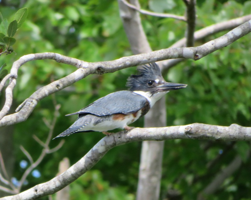 Belted kingfisher in tree