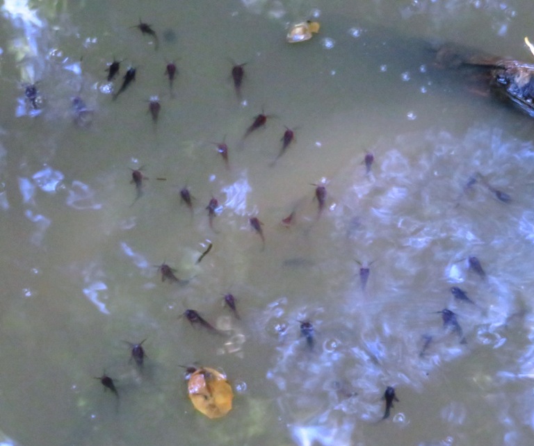 Dozens of baby catfish