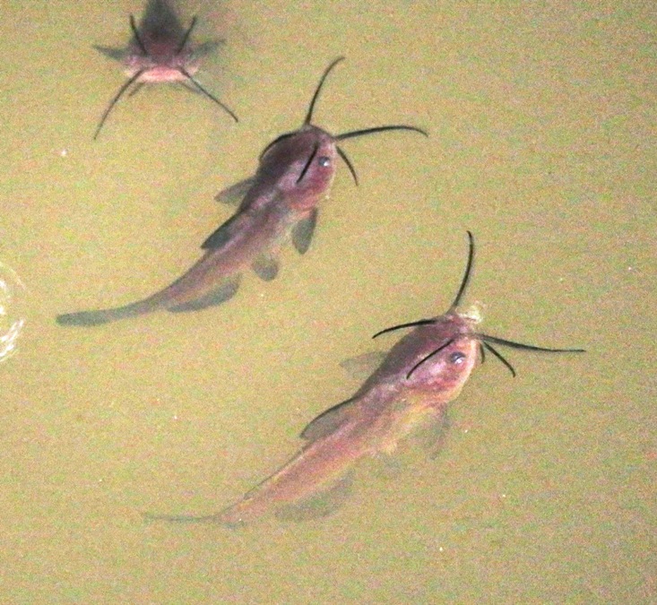 Close-up view of three baby catfish