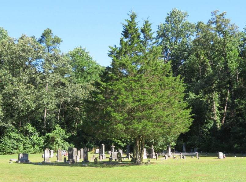 Cemetery and big tree