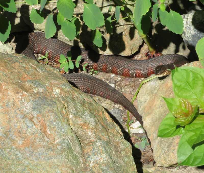 Northern water snake sunning itself