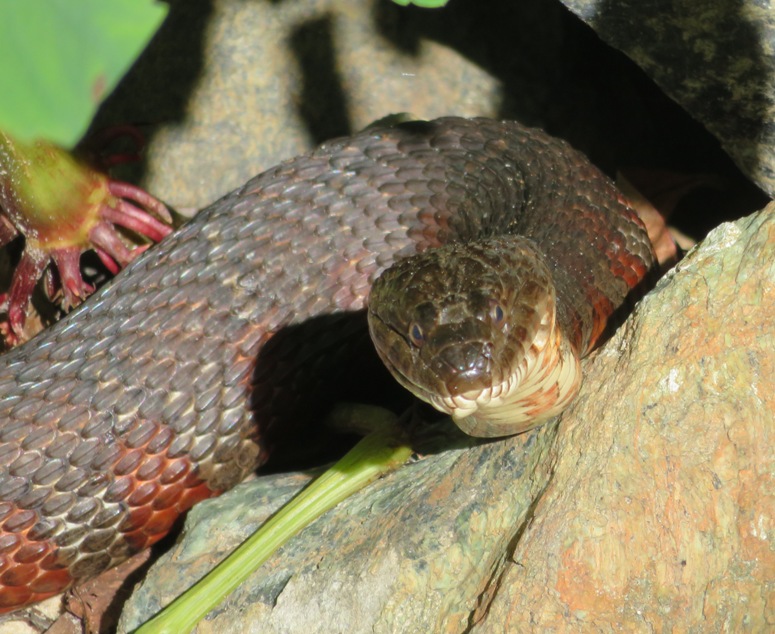 Close-up view of head