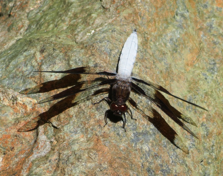 Dragonfly with white abdomen and wings casting shadows