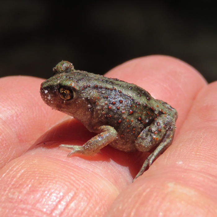 Tiny frog in hand