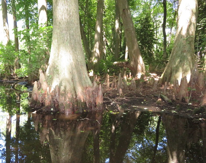 Baldcypress knees