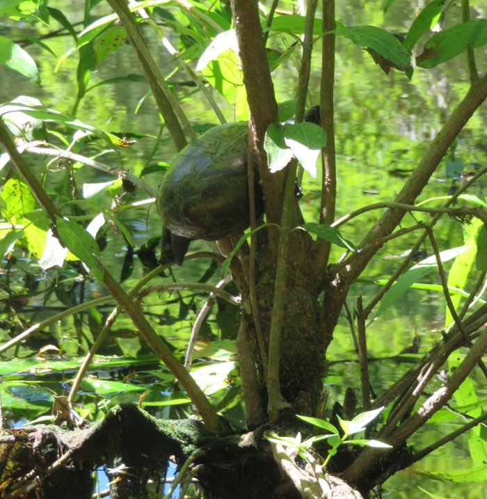 Turtle in tree