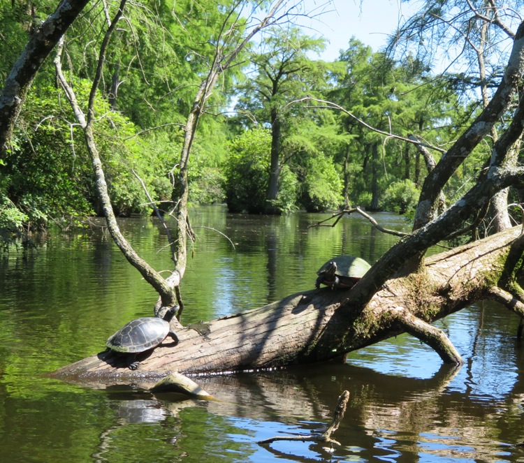 Two large turtles on log