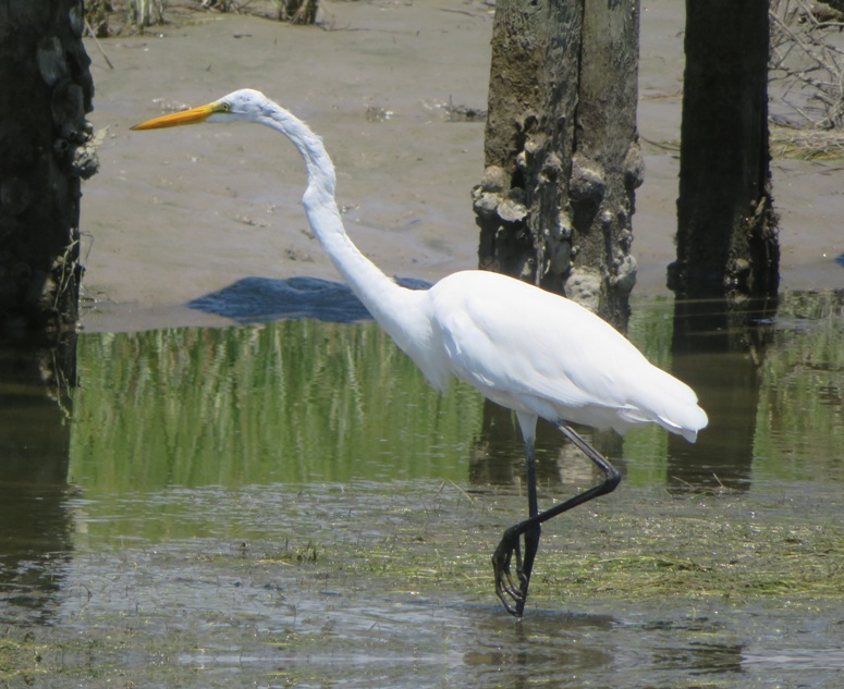 Great egret