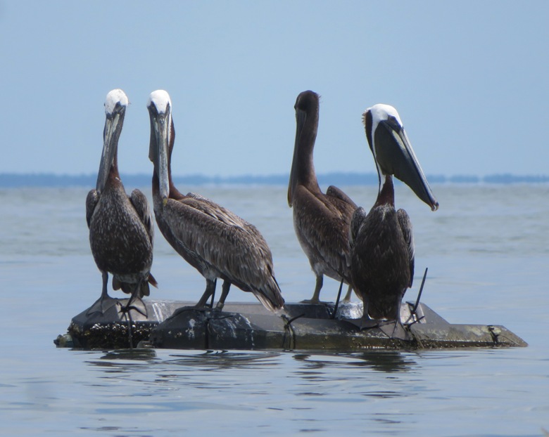Four pelicans on oyster containers