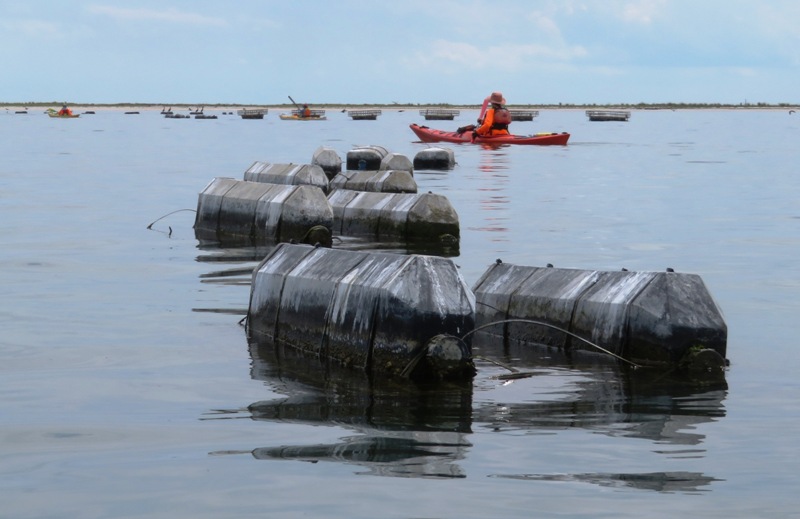 Kayaker and containers for growing oysters