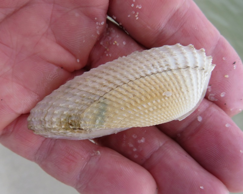 Angel wing shell in my hand