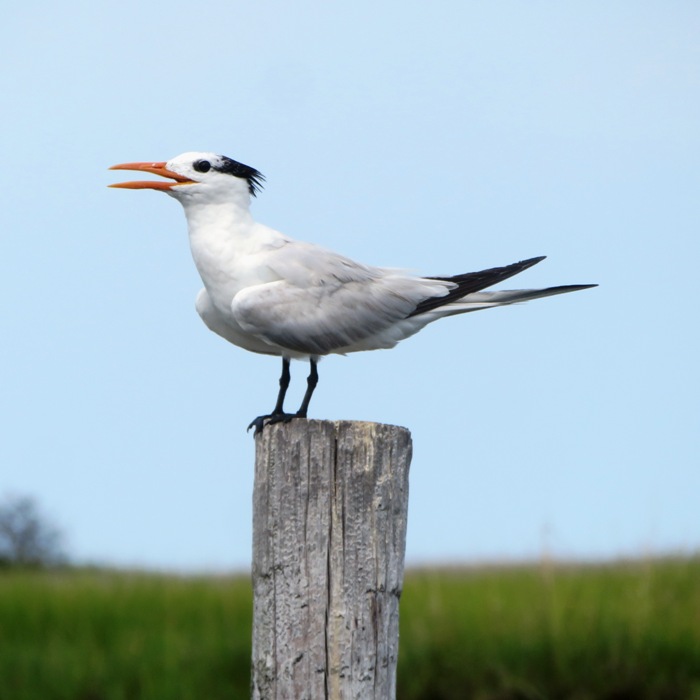 Royal tern on pile
