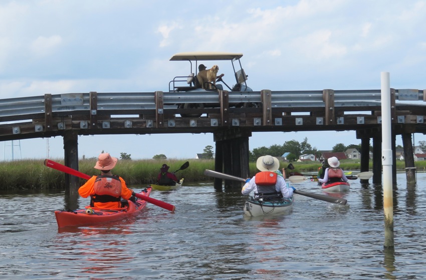Big yellow dog in a golf cart on a bridge with kayakers paddling underneathe