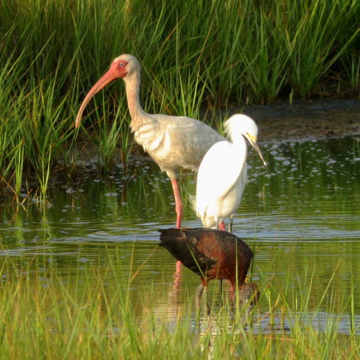 American white ibis, snowy egret, and glossy ibis