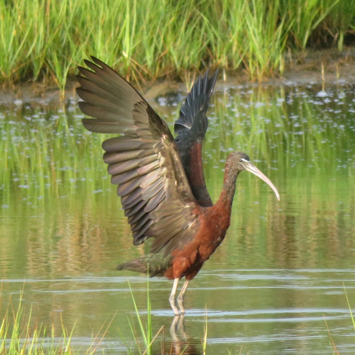 Glossy ibis with wings raised