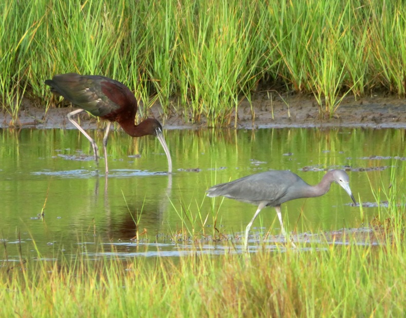 Glossy ibis and little blue heron feeding