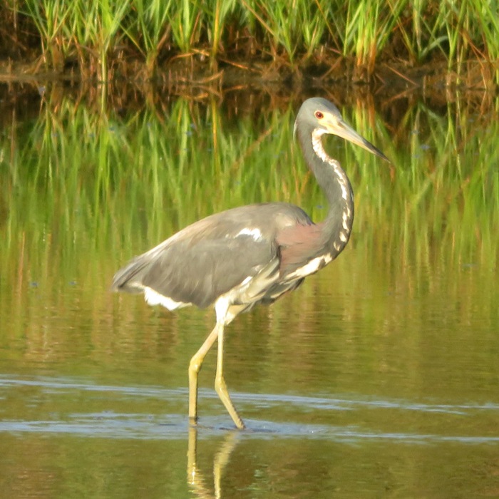 Tri-colored heron standing in the water