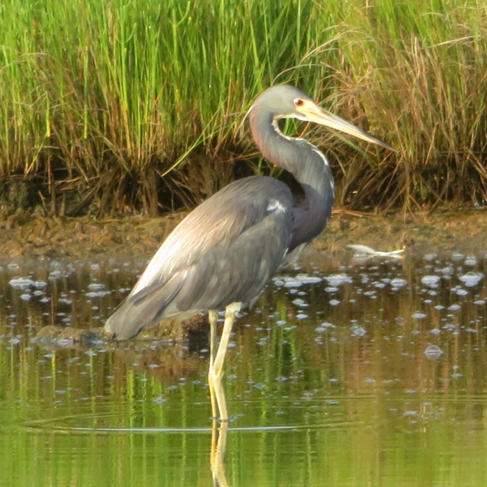 Different view of a tri-colored heron standing in the water