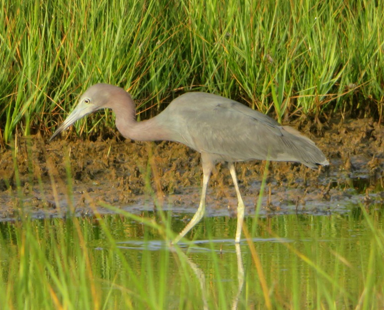 Little blue heron searching for food