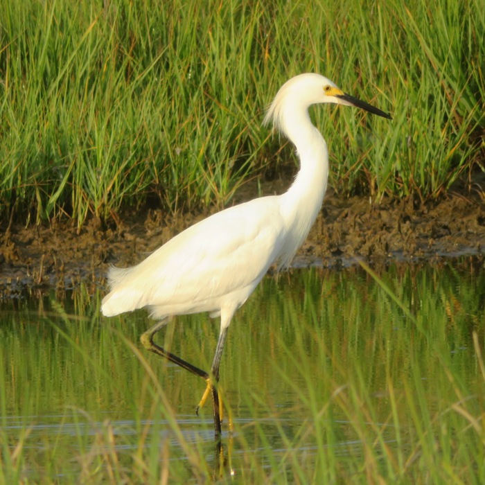 Snowy egret with one foot raised