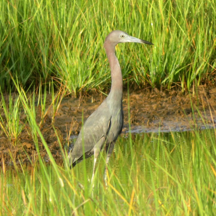 Little blue heron looking very alert