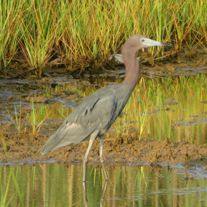 Little blue heron looking relaxed