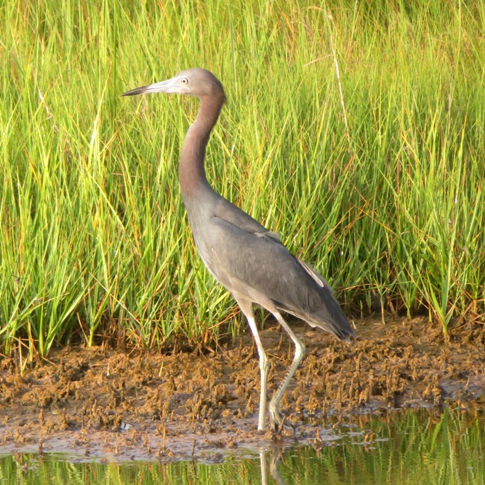 Little blue heron standing tall