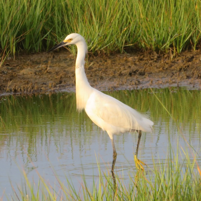 Snowy egret wading
