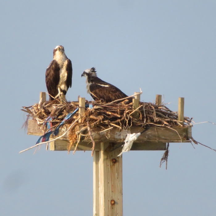 Two ospreys on nesting platform