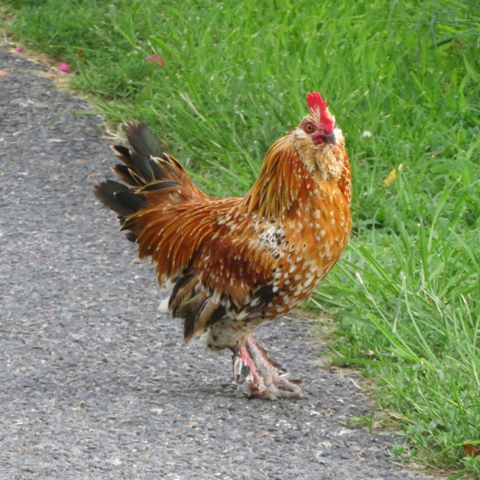 Barbu d'Uccle bantam rooster