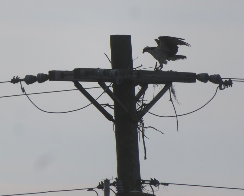 Osprey on telephone pole