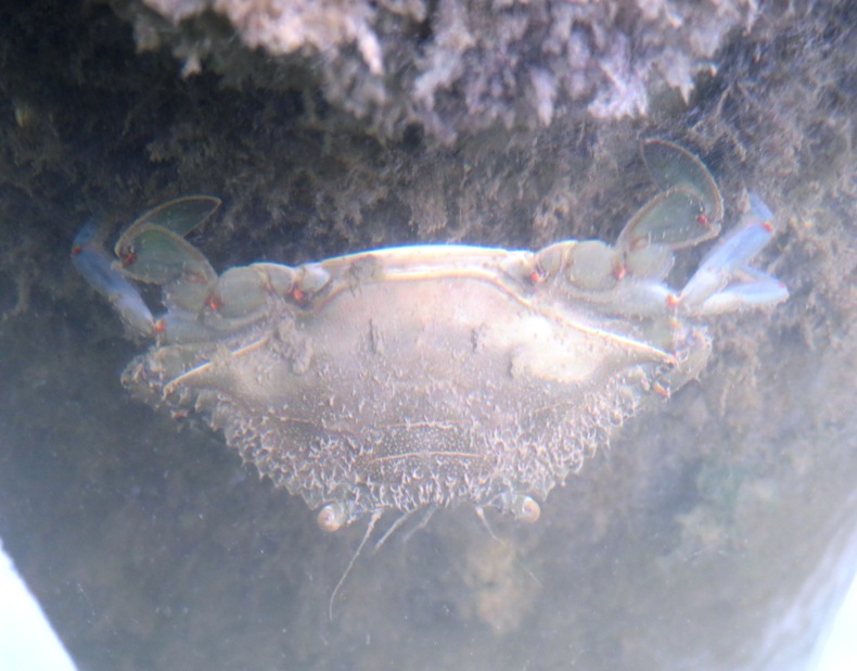 Crab underwater on pile