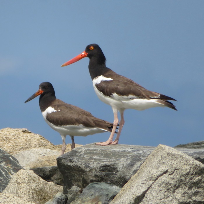 Two oystercatchers
