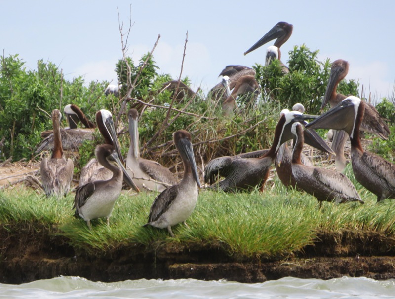 Mix of mature and young brown pelicans
