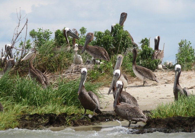Assorted ages of pelicans with baby on nest