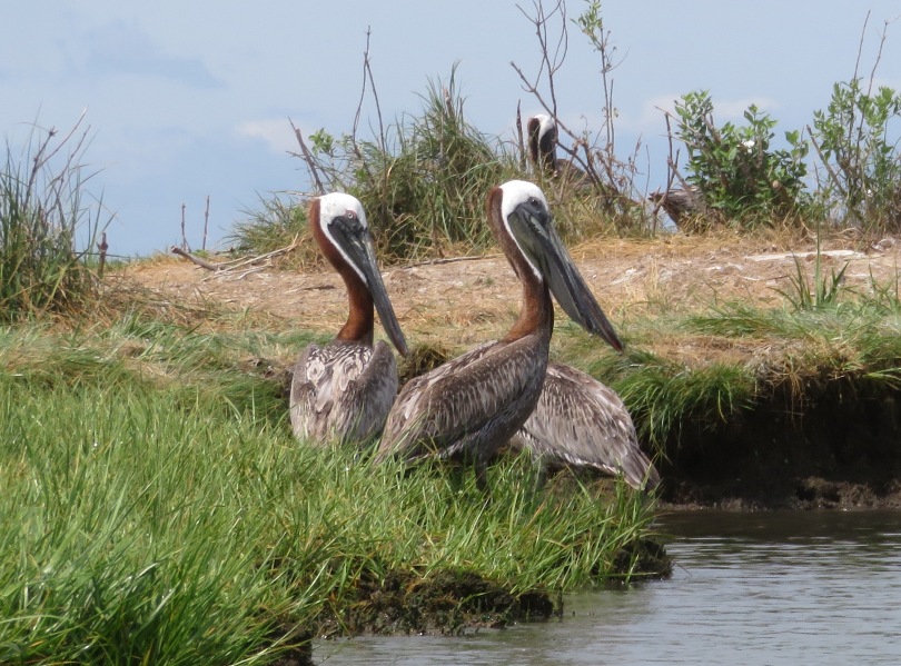 Pair of brown pelicans in bright light