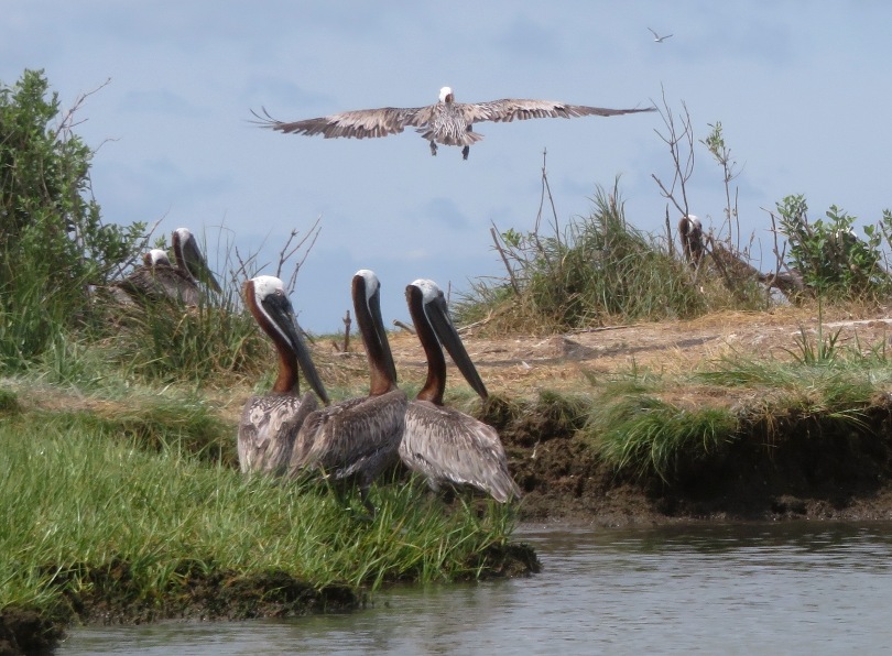 Pelican in flight