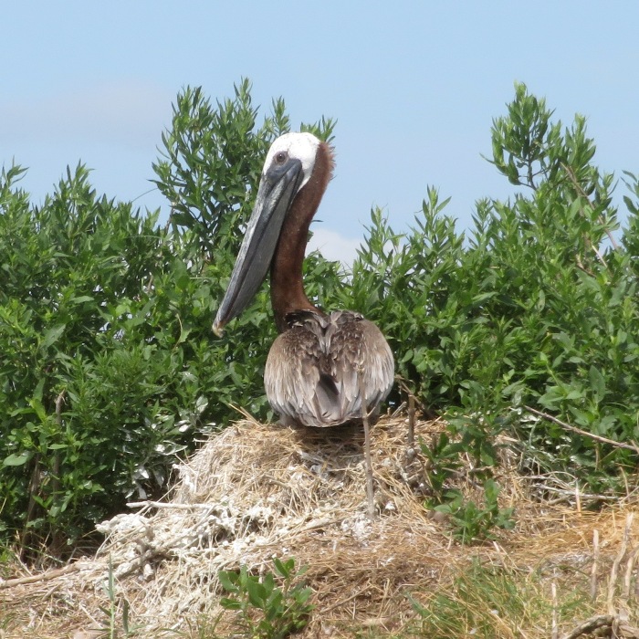 Pelican sitting on nest