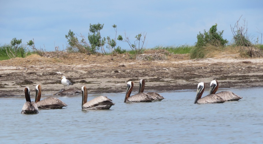 Several brown pelicans on the water with unoccupied nests behind