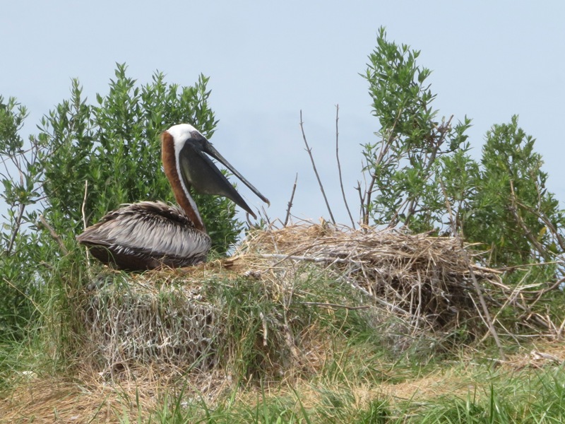 Brown pelican and nest