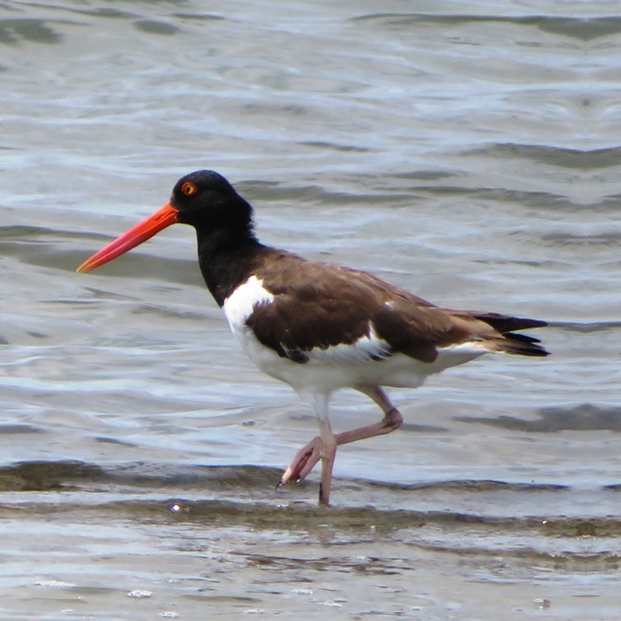 One oystercatcher