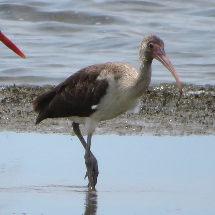 Immature American white ibis